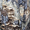 Notecard 2453