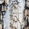 Notecard 5614