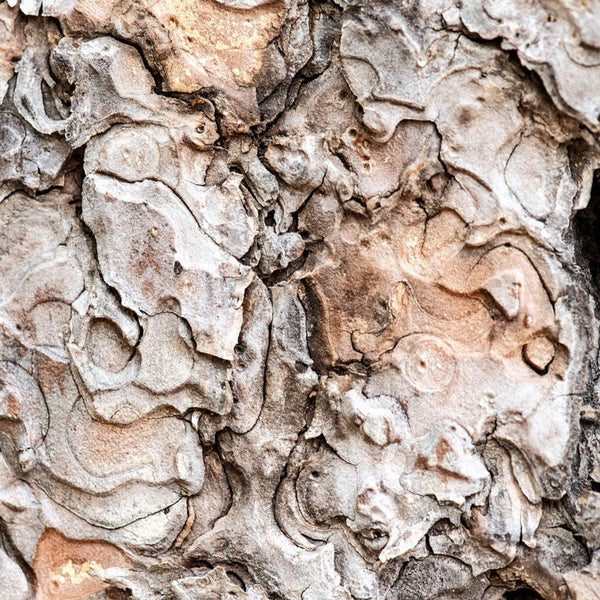 Notecard 6160
